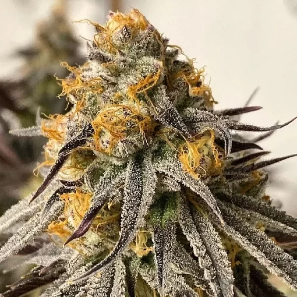 Durban Poison Feminized Seeds The Seed Connect