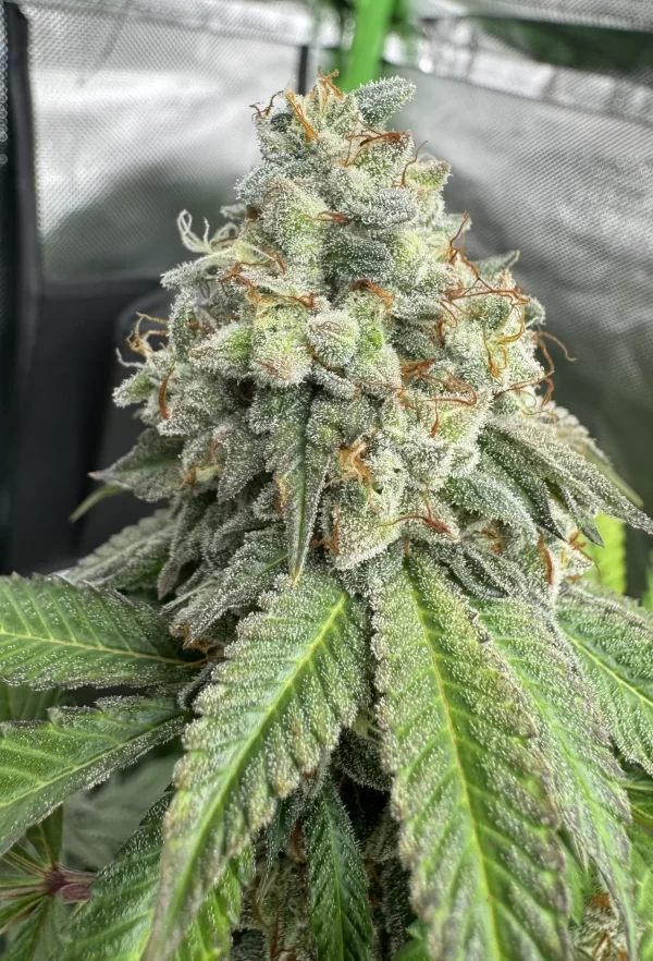 Black Kush Feminized Seeds The Seed Connect