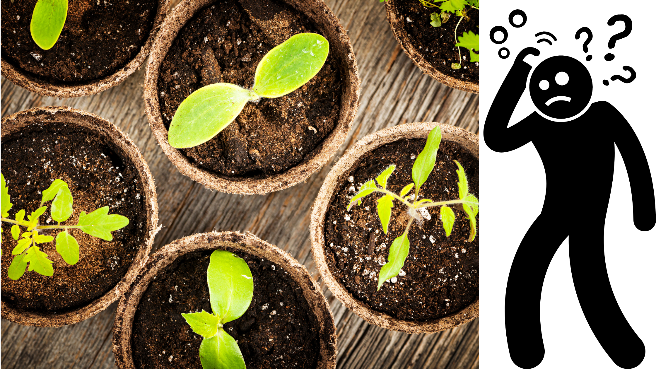 How To Tell When Seedlings Are Ready For Transplanting