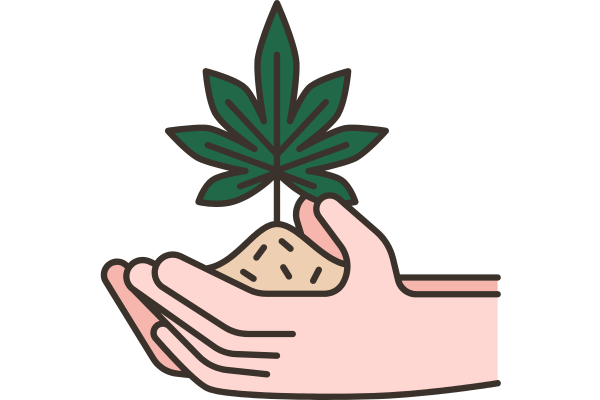 Close-up of a cannabis plant with wilting leaves and yellowing foliage, showing signs of cannabis transplant shock after being moved to a new pot.