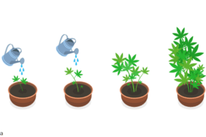 A detailed infographic showing the six cannabis growth stages: seed germination, seedling, vegetative, pre-flowering, flowering, and harvesting