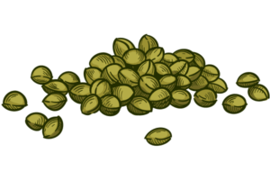 A collection of premium cannabis seeds available for purchase at The Seed Connect, a trusted marijuana seed shop in Tempe, Arizona, offering online and in-store sales.
