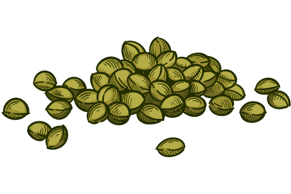 A collection of premium cannabis seeds available for purchase at The Seed Connect, a trusted marijuana seed shop in Tempe, Arizona, offering online and in-store sales.