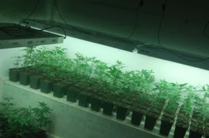 Cannabis Clones