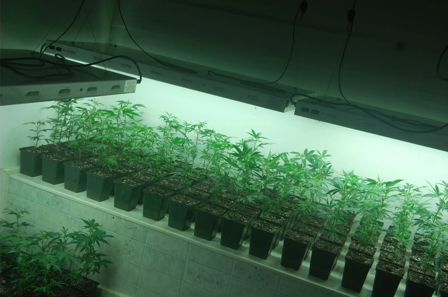 Cannabis Clones