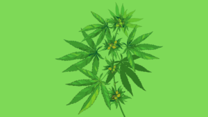 Common Cannabis Strains To Grow Outdoors