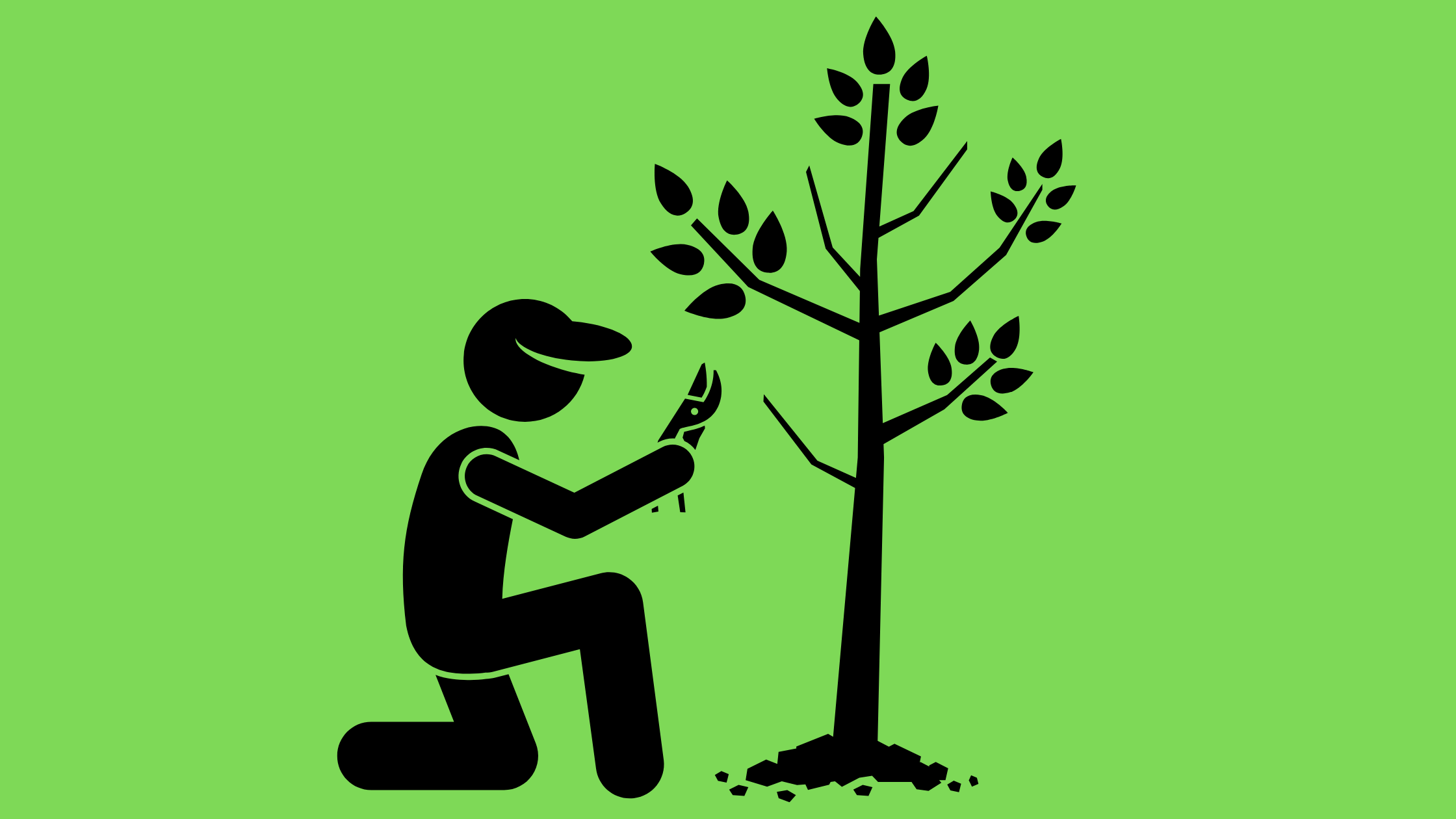 Different Pruning Techniques For Your Cannabis Crops