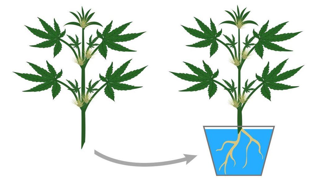 monster cropping cannabis