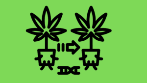 How To Top Cannabis Properly 1