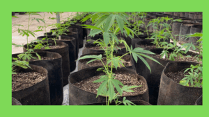 How To Top Cannabis Properly