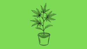 Monster Cropping Cannabis Step By Step Guide
