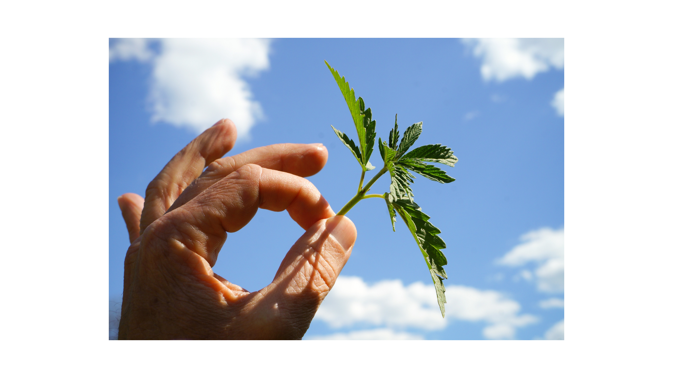 Your Guide To Cannabis High Stress Training Hst