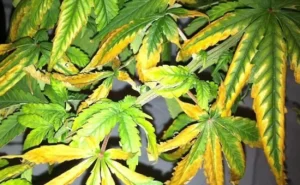 light burn in cannabis plants