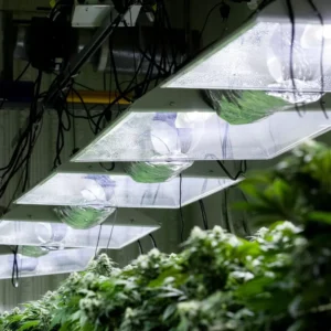 Lighting Setup For Cannabis Plants