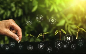 Nutrients Required For Cannabis To Do Well