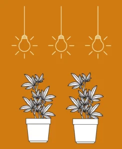 Shining A Light On My Plant