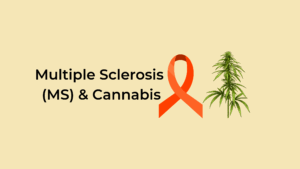 Multiple Sclerosis Ms Amp Cannabis
