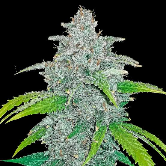 Auto Blue Dream