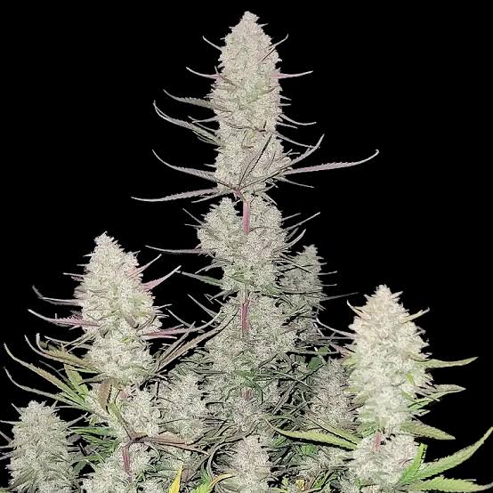 Auto Tropicana Cookies
