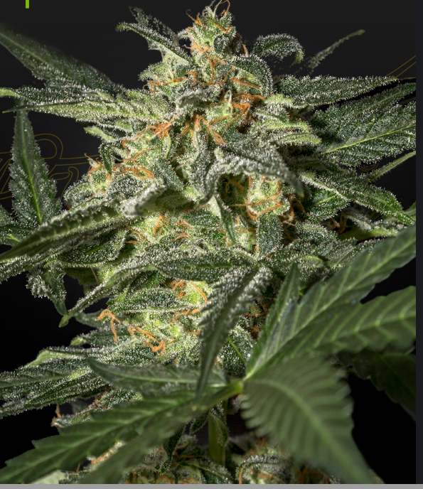 Auto White Widow