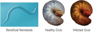 Best beneficial nematodes for natural pest control in soil, targeting grubs, fungus gnats, and other harmful insects.