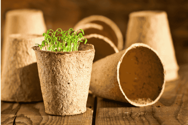 Best biodegradable seedling pots for eco-friendly plant starting and easy transplanting into gardens.