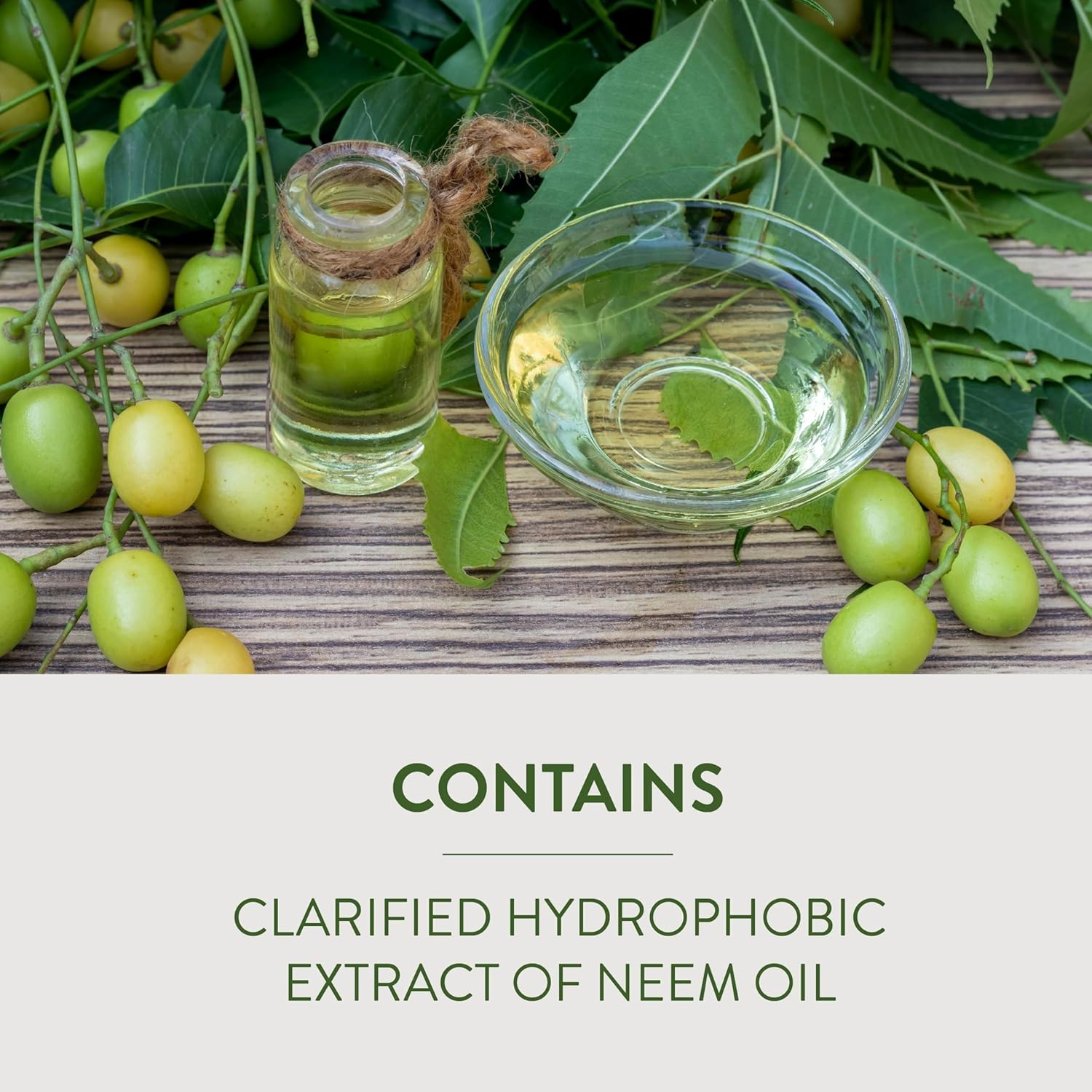 Best neem oil spray for plants used to control pests and fungal diseases naturally in gardens and indoor plants.