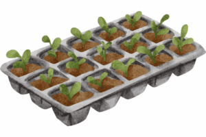 Durable plastic seed starting trays with seedlings sprouting in each cell