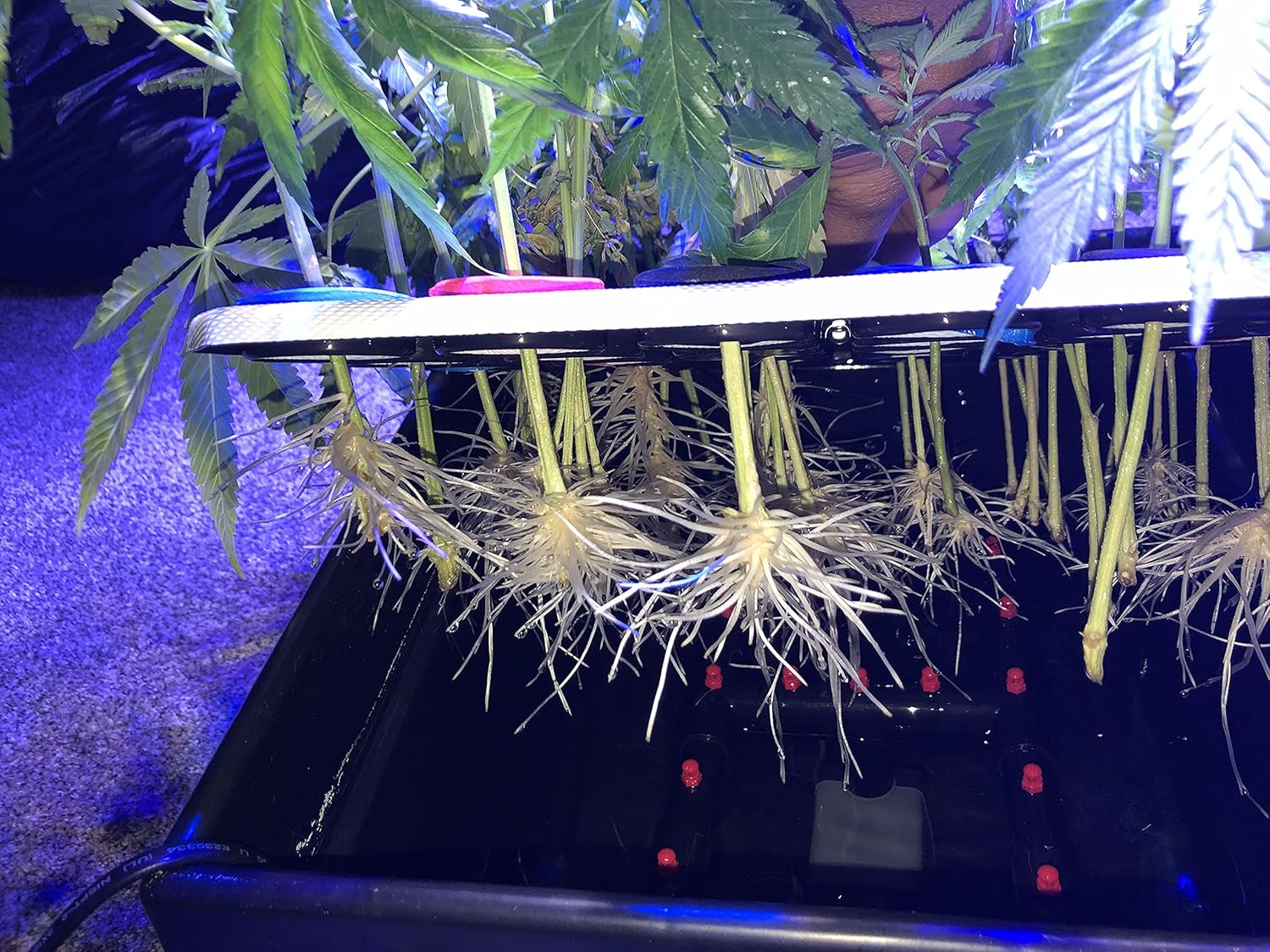 DIY aeroponics system using mist nozzles and net pots for soil-free plant propagation and growth.