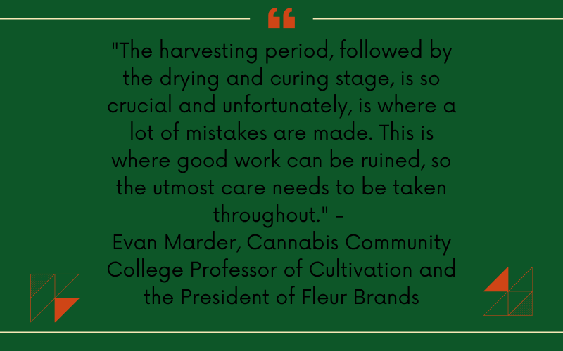 When to harvest cannabis quote by Evan Marder