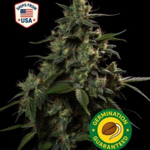 Black Mamba Cannabis Seeds