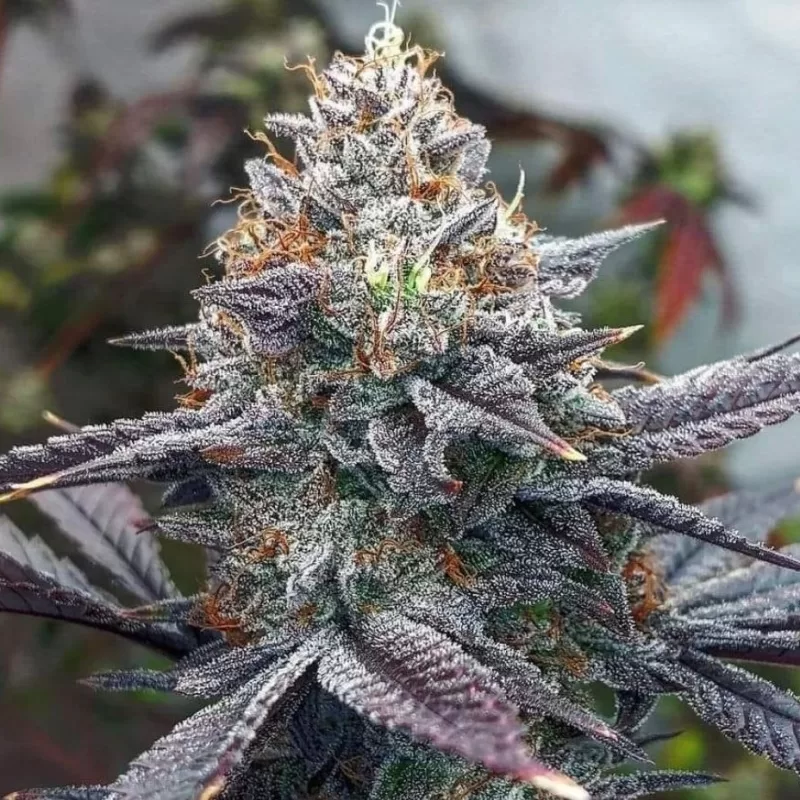 Bubba Gold Seeds