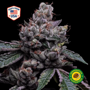 black-african-magic-seeds