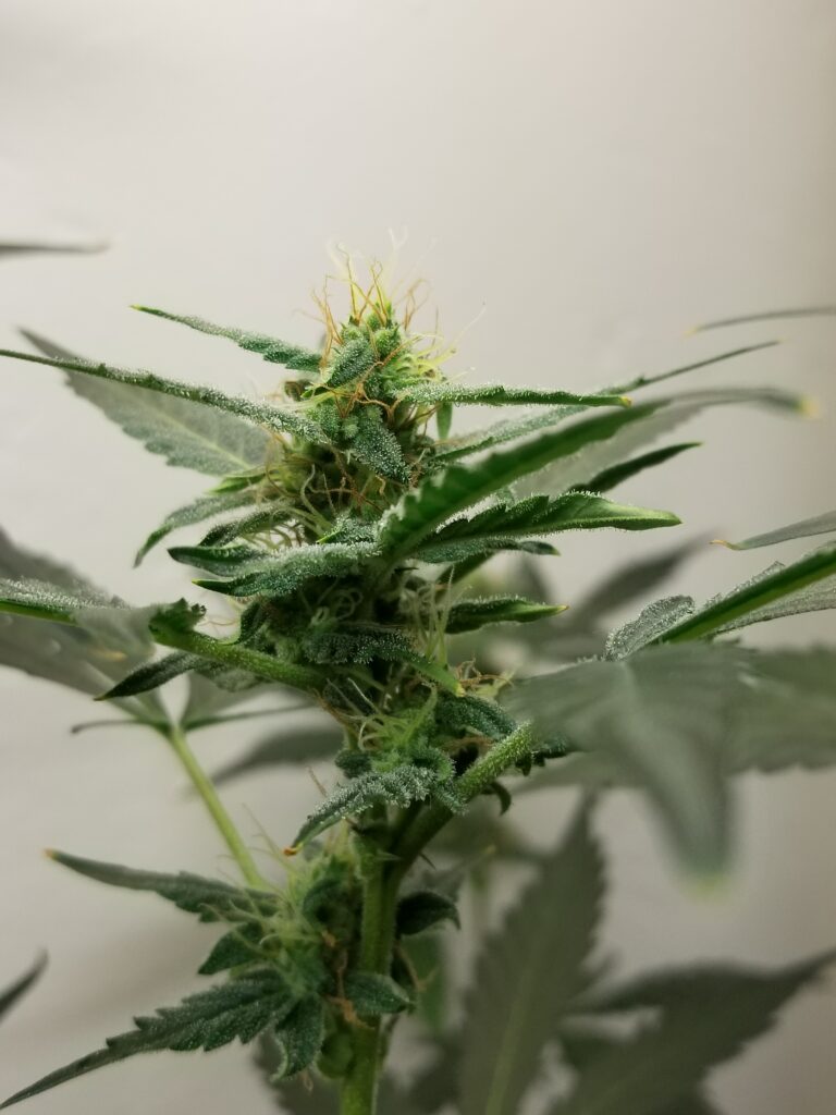 Image #4 from Pat - First Time Grower