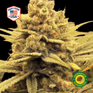 Pink-Panties-Feminized-Seeds