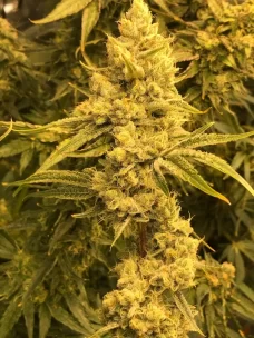 Wedding Cake Auto Seeds