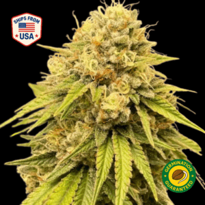 Zkittle-Pie-Feminized-Seeds