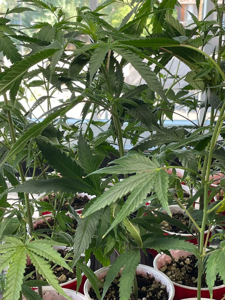 Female Marijuana Clones On Sale In Arizon