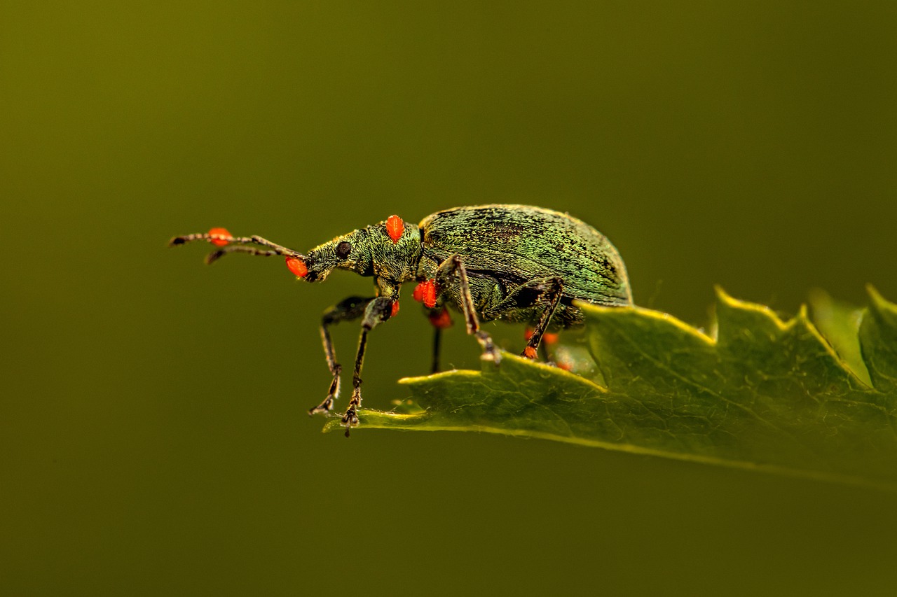 weevil, beetle, leaf-6319220.jpg