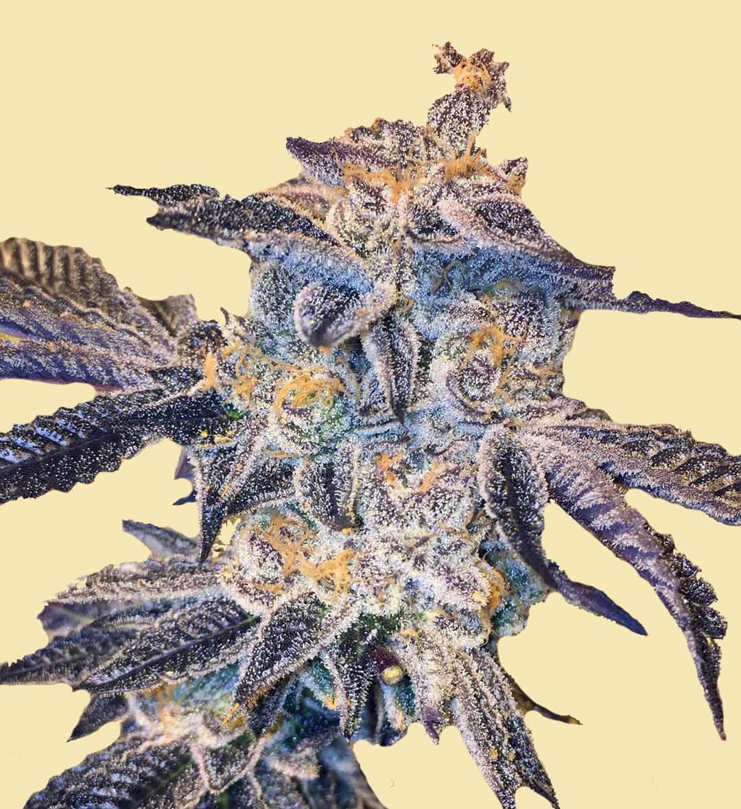 Auto Cookie Zkittles Cannabis Seeds