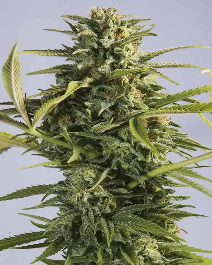 Auto Godzilla Goo Cannabis Seeds