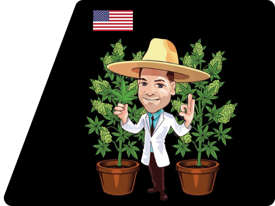 The Seed Connect - Buy cannabis seeds in USA
