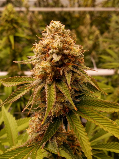 Indica Cannabis Strains Jungle Breath X Platinum Kush Breath Indica