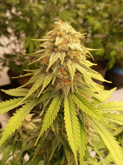 Sativa Cannabis Strains Skunk Hero Sativa Dominant