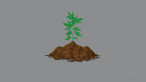 A Guide To Soil Preparation For Cannabis Plants