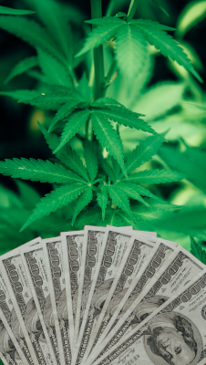 Seed Connect Marijuana Affiliates Bills 1 Png