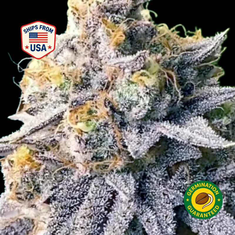 Cookie-Durban-Poison-Feminized-seeds