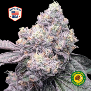 Cookie-Gelato-Feminized-seeds