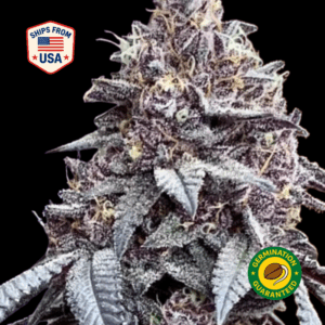 Cookie-red-velvet-Feminized-seeds