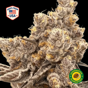 Runtz-Cookies-Cake-Feminized-Seeds